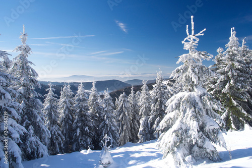 Panorama vom verschneiten Winterwald mit Sonne © formplus