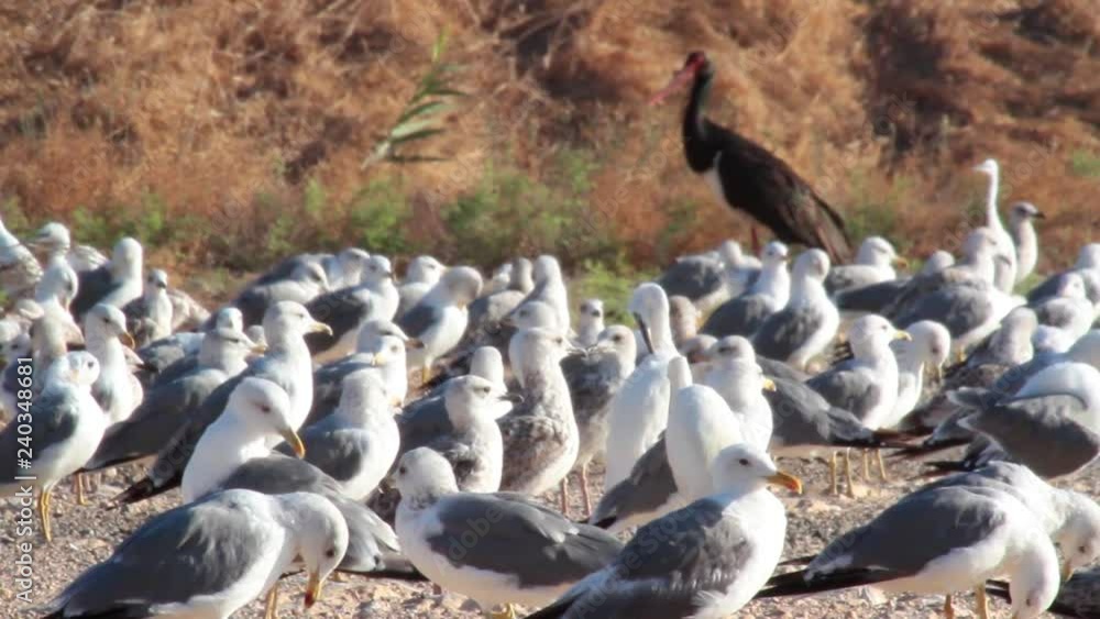 Birds near Fishponds in beit shean Israel Birds near Fishponds in beit shean Israel