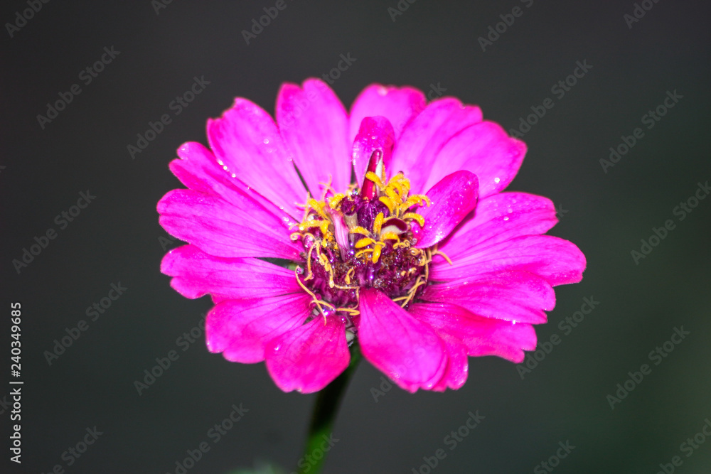 Fototapeta premium Pink Flower