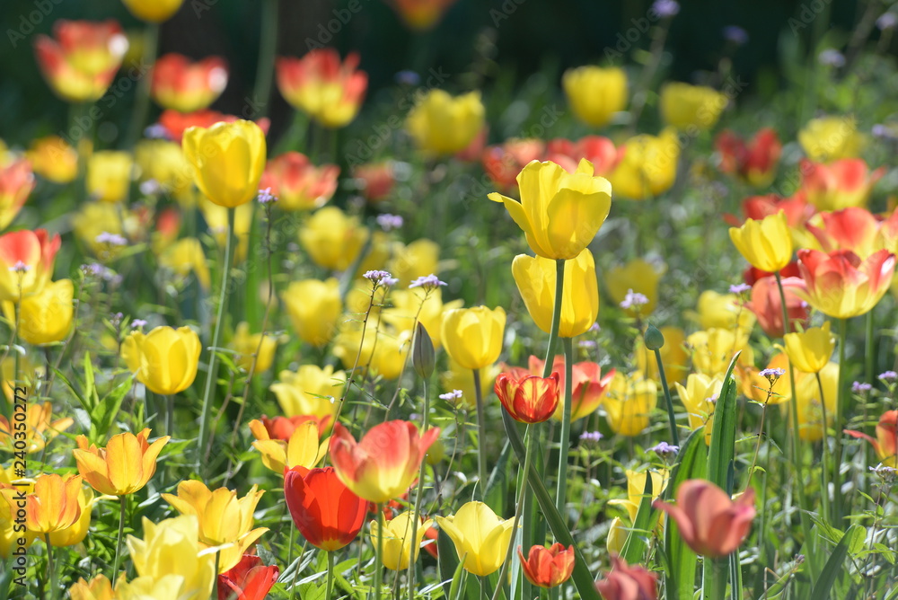 Gelb-rote Tulpen Gelb-rote Tulpen