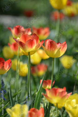 Gelb-rote Tulpen