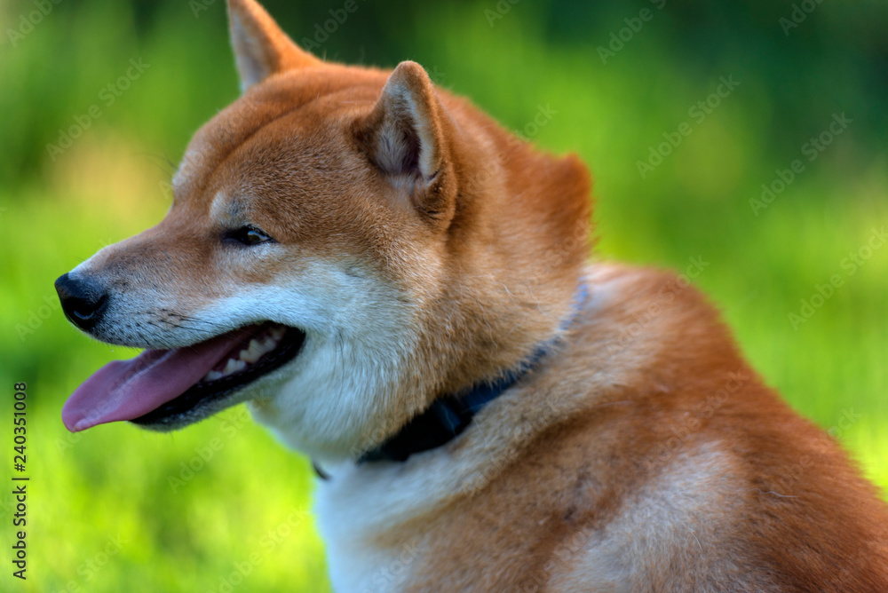 Shiba Inu;  dog