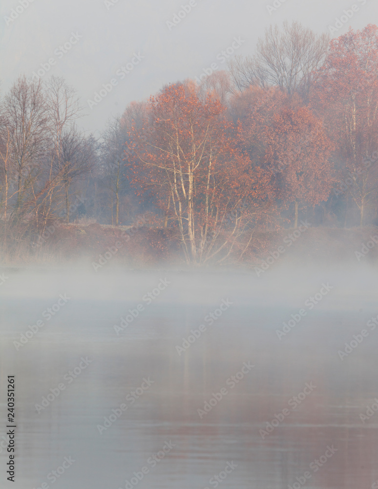 i colori delle piante in inverno e il manto di nebbia lungo il fiume adda i colori delle piante in inverno e il manto di nebbia lungo il fiume adda
