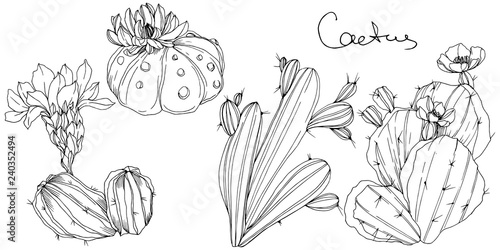 Vector Cacti floral botanical flower. Black and white engraved ink art. Isolated cacti illustration element.
