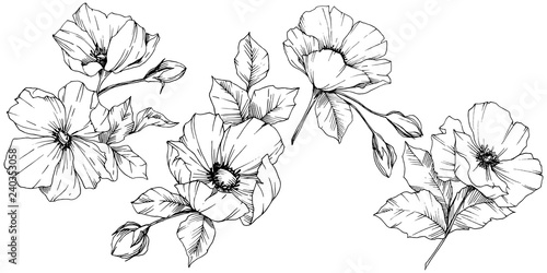 Vector Rosa canina flower. Black and white engraved ink art. Isolated rosa canina illustration element.
