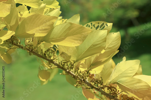 Yellow leave in Thailand nature for background decoration.