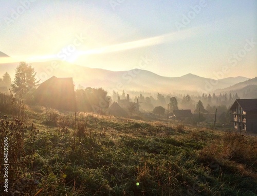 sun morning smog tree grass 