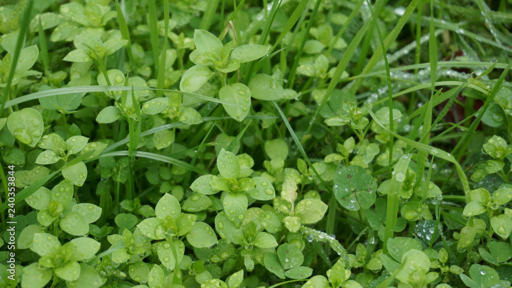 Obraz premium background of green leaves