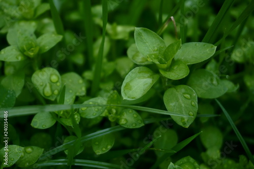 water drops on green leaf