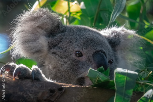 Fototapeta Naklejka Na Ścianę i Meble -  Koala Bear (Phascolarctos Cinereus) Sleeping on Tree Branch in Zoo