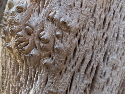 texture of an old exotic tree in the forest