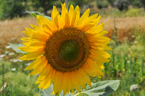 Sunflower. Sunflower natural background  Sunflower oil improves health