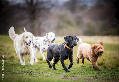 Wallpaper Mural The Black Labrador Torontodigital.ca