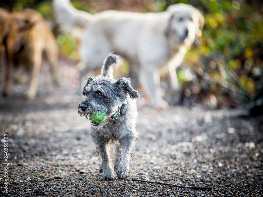 Fototapeta premium The Miniature Schnauzer