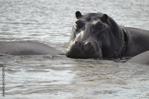 Hippopotamus in river