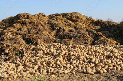 Überschussvernichtung von Kartoffeln