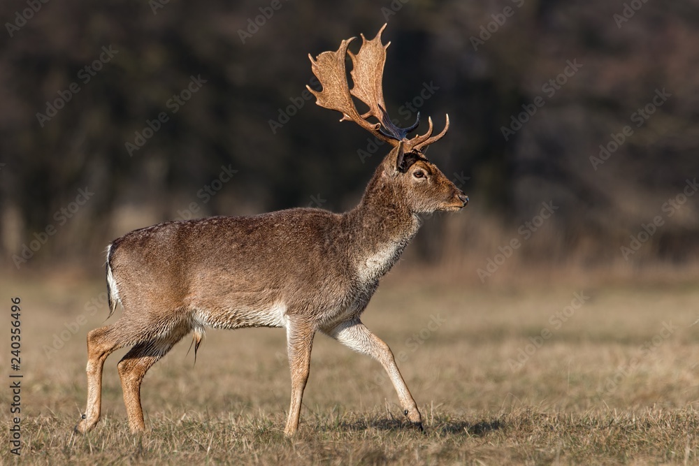 Fallow deer, dama dama, male buck with antlers walking on meadow in spring on dry grass. Sunshine provided high contrast and vivid colors. Detailed closeup horizontal composition. Fallow deer, dama dama, male buck with antlers walking on meadow in spring on dry grass. Sunshine provided high contrast and vivid colors. Detailed closeup horizontal composition.