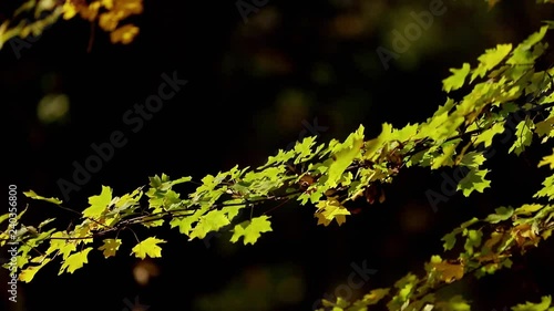 autumn, yellow leaves, nature