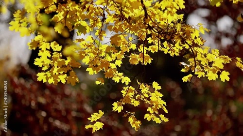 autumn, yellow leaves, nature