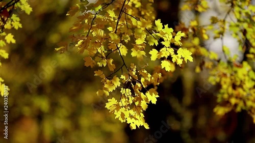 autumn, yellow leaves, nature