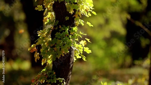 autumn, yellow leaves, nature