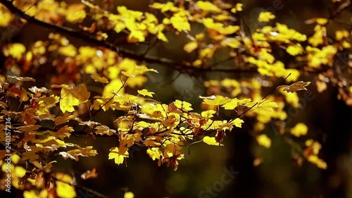 autumn, yellow leaves, nature
