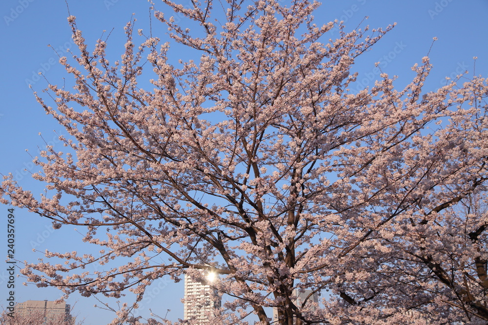 都会の中の大きな桜