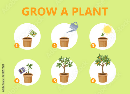 Growing a plant in the pot guide.
