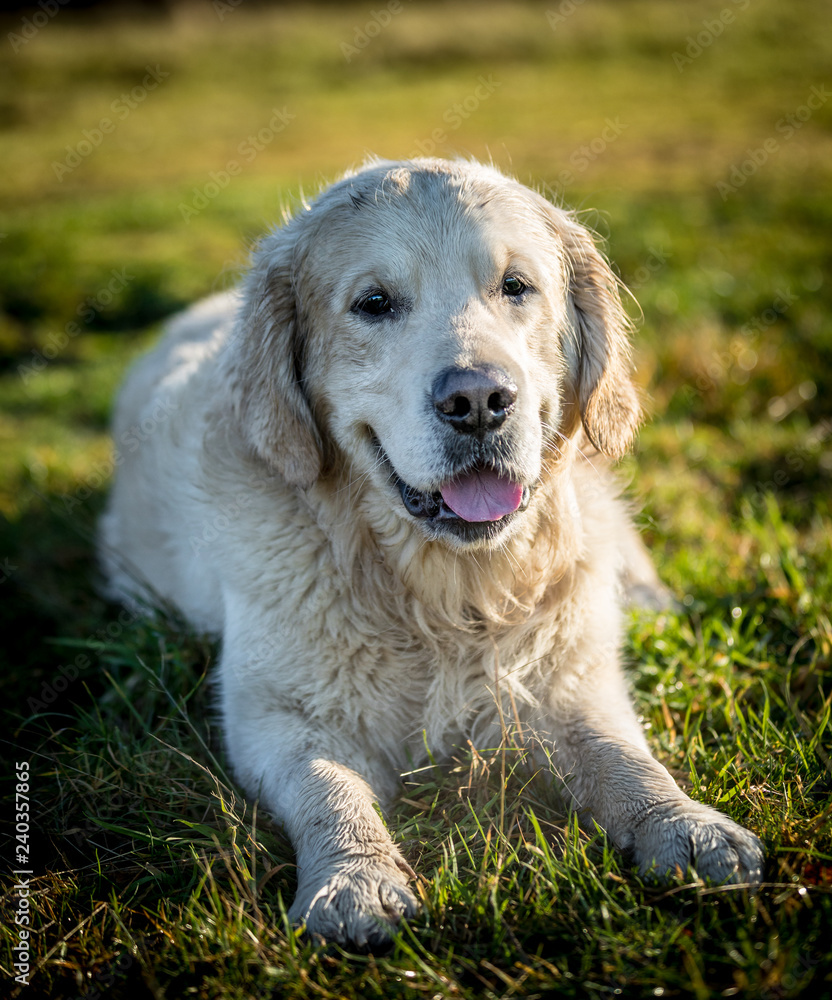 The Golden Retriever