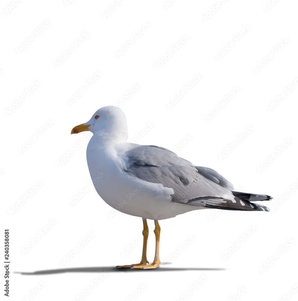 sea gull standing on his feet.