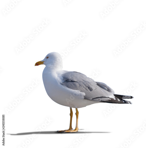 sea gull standing on his feet. © ghoststone
