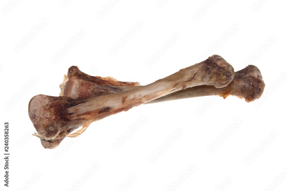 bone isolated on white background bone isolated on white background