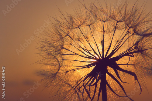 Dandelion silhouette in sunset light  summertime outdoor theme