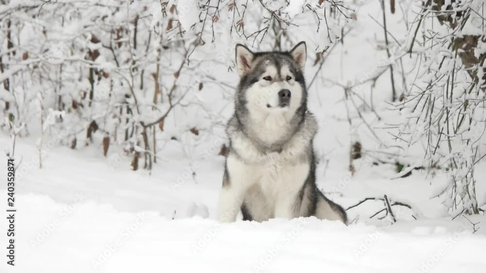 beautiful malamute sitting on the snow, slow motion beautiful malamute sitting on the snow, slow motion