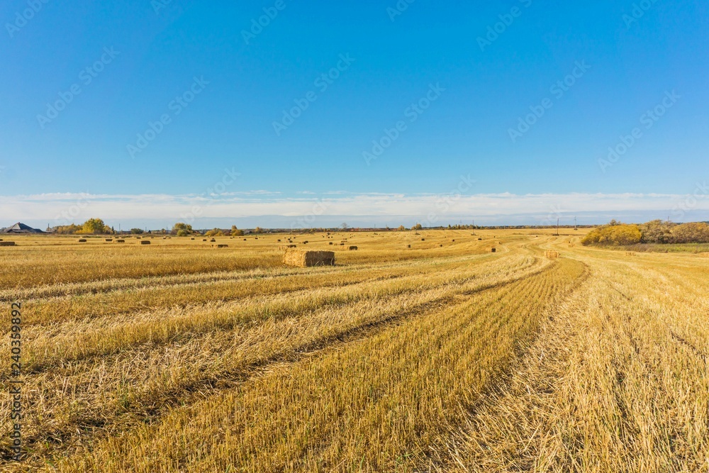 straw bales in harvested fields under blue sky