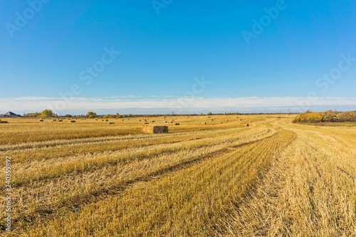 straw bales in harvested fields under blue sky