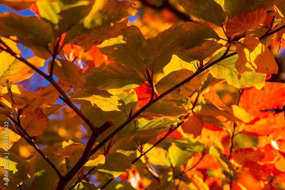 Herbst Laub Herbst Laub