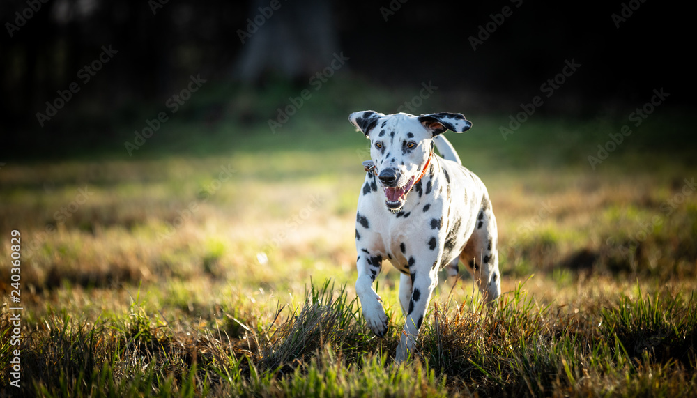 custom made wallpaper toronto digitalThe Dalmatian