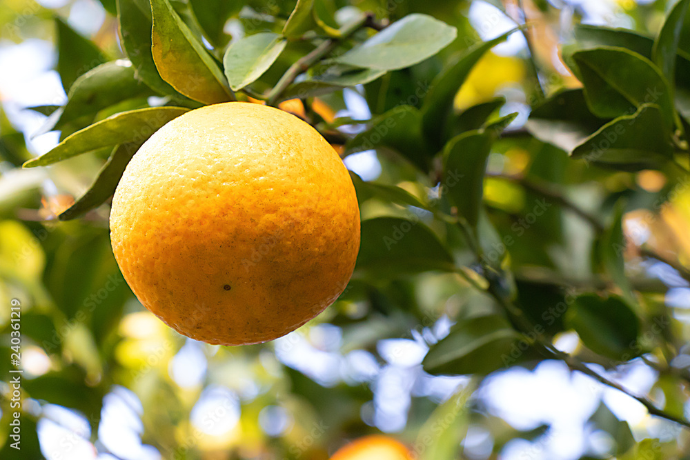 Fresh oranges on tree, with leaves and branches