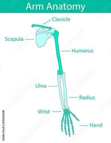 Vector illustration of human arm skeletal anatomy