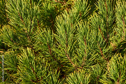 The branches of pine Pinus mugo Ophir dwarf autumn sunny day. The tips of the needles are cast in gold. Nature concept for design.
