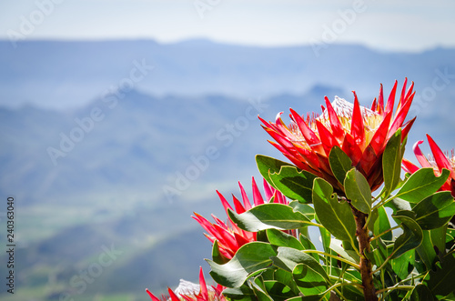 Fotografie protea and mountains