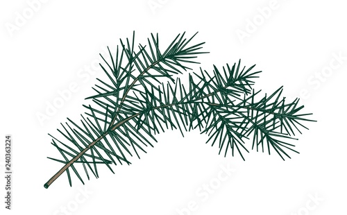 Elegant detailed botanical drawing of fir branch with needle-like foliage