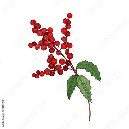 Colored detailed botanical drawing of holly branch with berries and leaves
