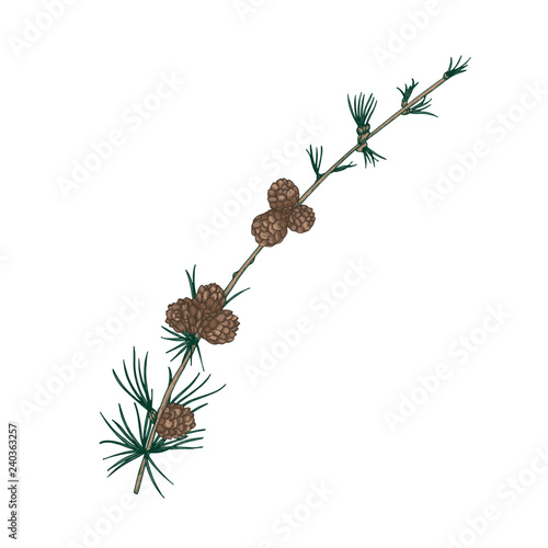 Gorgeous natural drawing of larch branch with needle-like foliage and cones