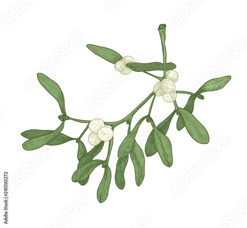 Realistic detailed drawing of mistletoe sprig with berries and leaves