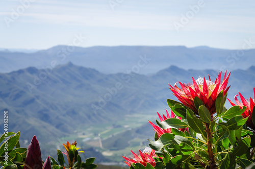 protea and sky