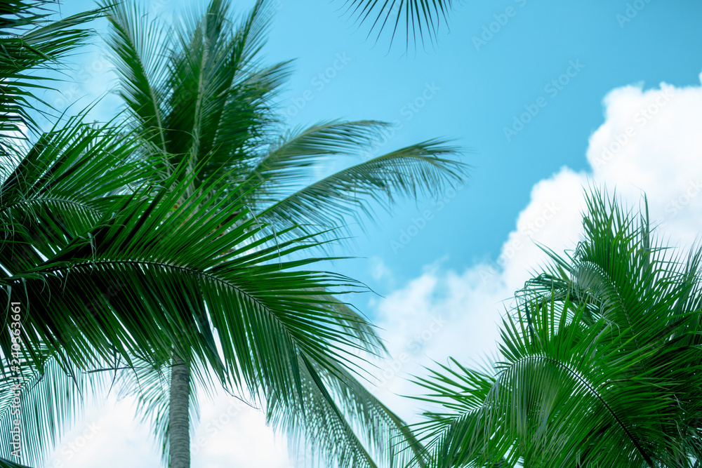 Coconut trees on the sky background