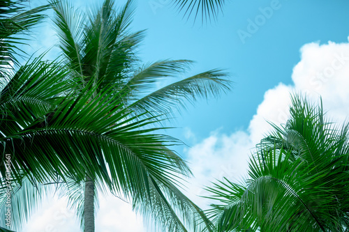 Coconut trees on the sky background