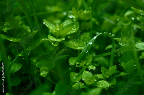 water drops on green leaf
